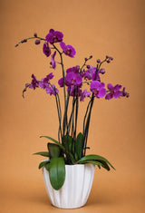 Orquideas fiusha