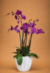Orquideas fiusha