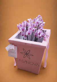 Orquideas rosa