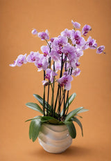 Orquideas rosa