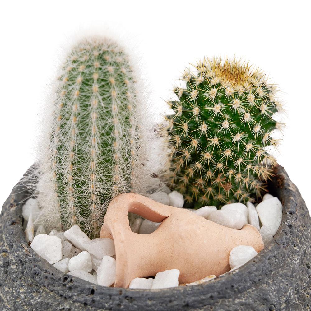 Planta Cactus