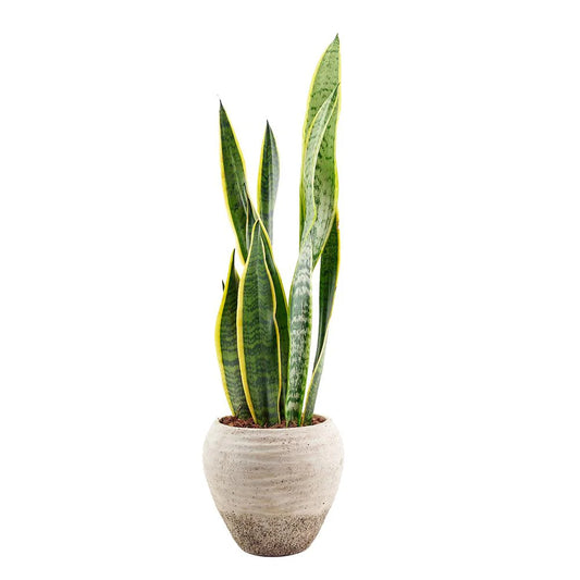 Planta sansevieria