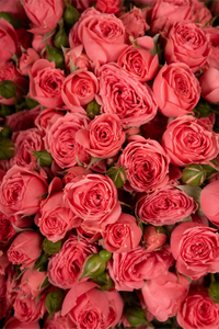 Ramo de Mini Rosas Rosas