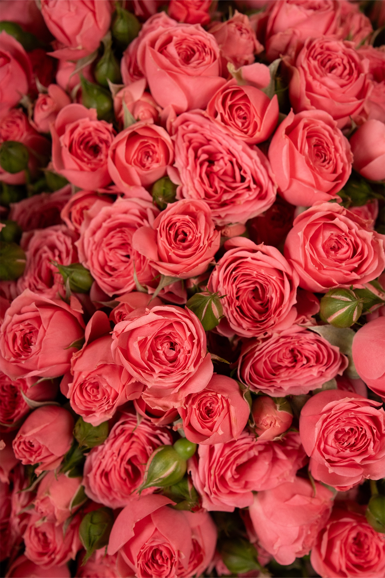 Ramo de Mini Rosas Rosas