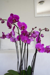 Orquideas Rosas
