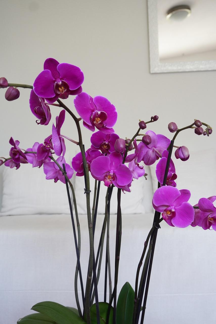 Orquideas Rosas