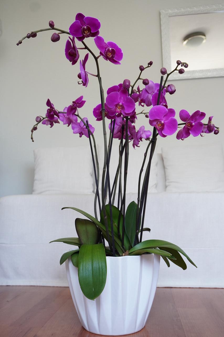 Orquideas Rosas