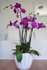 Orquideas Rosas