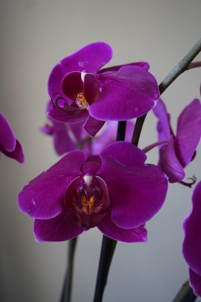Orquideas Rosas