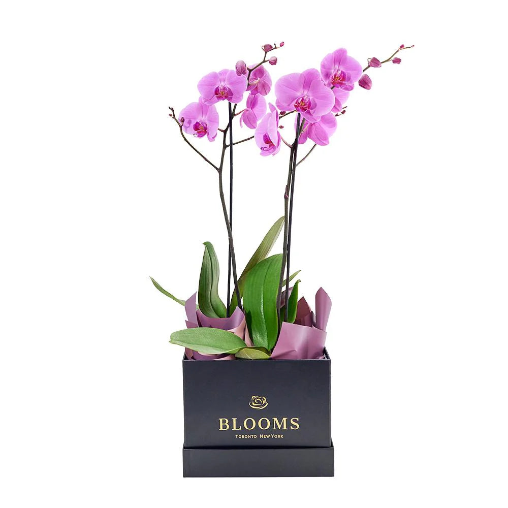 Arreglo Floral de Orquidea en Caja Cuadrada Pequeña