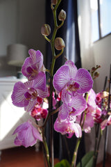 Orquideas Blancas con Rosa