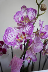 Orquideas Blancas con Rosa