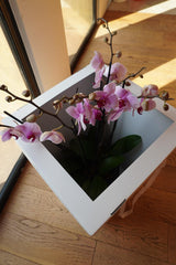 Orquideas Blancas con Rosa