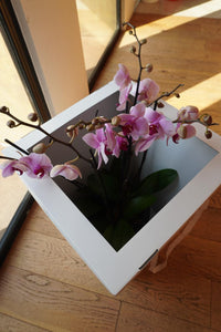 Orquideas Blancas con Rosa