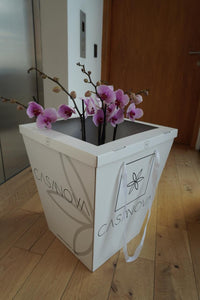 Orquideas Blancas con Rosa